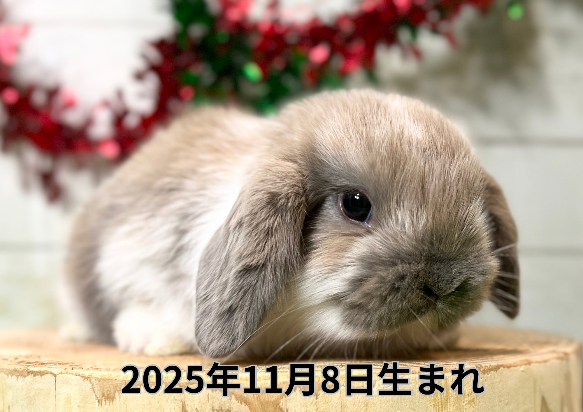 札幌 うさぎ専門店 | モンラパン（mon Lapin）